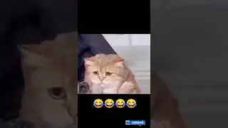Kucing minta TOLONG!! #shorts #animal #lucu #funnycats