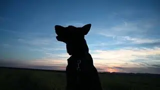 German Shepherd Dog Howling During the Sunset