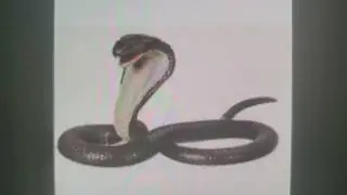 The Wild Robot 2; Siren The Cobra