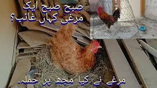 backyard chicken farming #nature#chicken #rooftop #shortsfeed #youtube #india #pakistan#pets #birds
