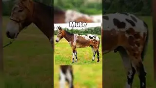 Star Stable Horses But In Real Life Star Stable Edit!😱 / Sso Short / Sso Edit #sso #starstable