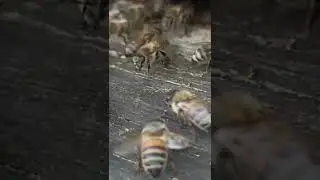 Пчёлы на прилётке /bees 2022