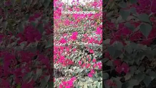 flower wala video #shortclips #song #viral #video