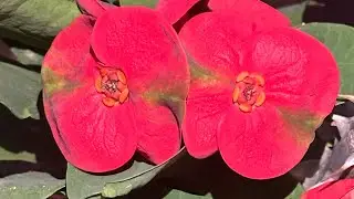 Los d&iacute;as de fr&iacute;o contin&uacute;an afectando mis plantas/jardin 🥶