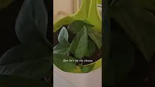 This plant saved my boring window