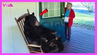 🐻 Забавные медведи, которые ведут себя как комики!🤣 Думают, что никто не смотрит