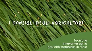 RISO: Tecniche innovative per la gestione sostenibile della risaia