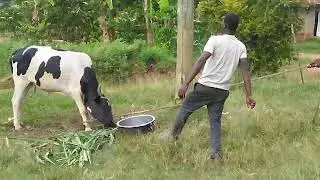 Never get  Close to mad cow