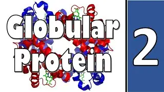 Allosteric Effects of Hemoglobin || Biochemistry || سنة أولى طب - كيمياء الحياتية || (M1000) || [11]