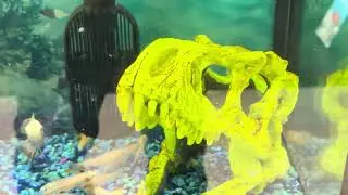 Jack Dempsey&rsquo;s Oscars electric blue blood red parrot