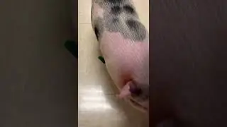 Next Picasso🐷 #shorts #short #art #artist #trending #like #animals #pig #pets #petlover #baby #life
