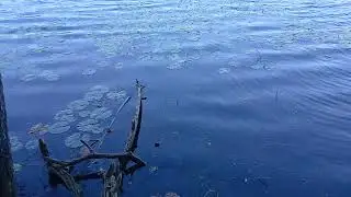 Prince Lake. Bald Mountain Recreation Area. Oakland County, Michigan, USA