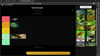 Tetra fish tier list