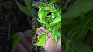 Garden Tour update August 19, 2025 ~ Dieppe, New Brunswick, Plant Hardiness Zone 5b