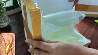 I Buy New Guppy Fish Full Gold 24K Ribbon Shark Fin C