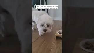 The way to his HEART ❤️ (recipe in the description) #cute #maltese #dog #dogfood