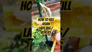 How to kill borer/Asian lady bug/caterpillar with BT #garden #americe #gardening #mastergardener