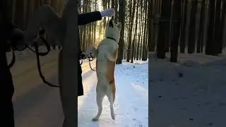 Акита ину на улице часть 13 🦁 #акита, #акитаину, #akitainu, Akita InuАкита