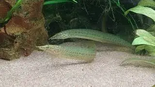 Indische Zwergstachelaale, Macrognathus pancalus
