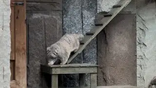 МАНУЛИТО ТИМОФЕЙ 🐾 MOSCOW МАНУЛ CATS ПАЛЛАСОВ КОТ CUTE ZOO ANIMALS МОСКОВСКИЙ ЗООПАРК ВЕСНА ПРИШЛА