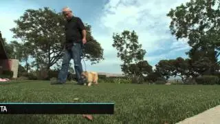 Microchipped Dog To Fly Home To Arkansas