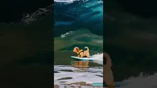 Wow Dog Surfing 🌊🏄&zwj;♂️