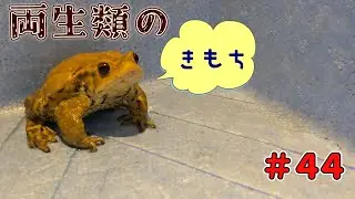 両生類のきもち 44　#ミヤコヒキガエル  #活餌#食べる