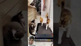 clever Cats 🐈 🐈 Funny Movement's video 🤣🤣🤣😂 #catlover #pets #funny #pink