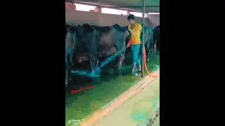 washing Buffalo !! #shorts #short #youtubeshorts #copyright #copyrightfreemusic @11ganeshchavan