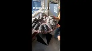 Dinosaur Egg Nest 🥚 🦖