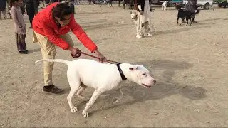 Full video in kohat mandi 12/12/2021