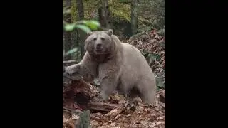 Rare amazing wild beer in forest #rarewild ,#amazing ,#nature