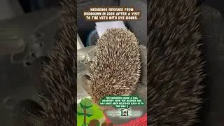 Hedgehog rescued from Redbourn in 2025 - Hornbeam Wood Hedgehog Sanctuary
