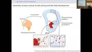 GT Neuro Seminar Series - Fikri Birey, Ph.D., Emory University