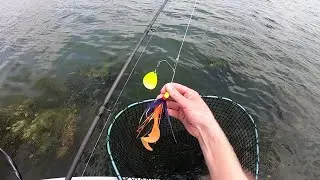 The Reality Of Mad Chain Musky Fishing: Have You Noticed A Decline?