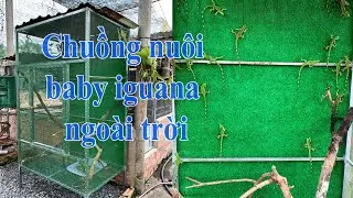 SimBa Vlog - Chuồng nu&ocirc;i baby iguana ngo&agrave;i trời