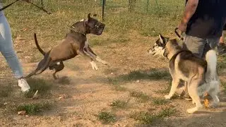 AMSTAFF INCONTROLLABILE…