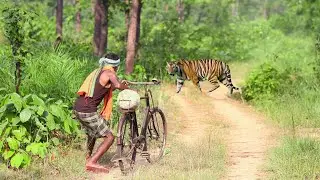 TIGER ATTACK AWARENESS: STAY ALERT, STAY SAFE