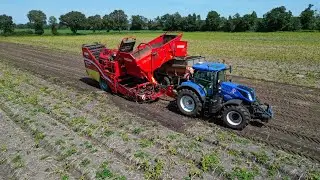Vroege aardappel oogst / Early potato harvest 2024 / Gebr. Peeters Sevenum / Taco  Agro BV