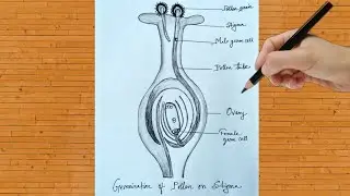 Germination Of Pollen On Stigma Diagram Drawing Step By Step/ How To Draw Pollen Germination Diagram