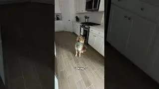 The words no dog wants to hear #eurasier #dog #shorts