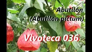 Vivoteca 36 Abutilón  Abutilon pictum