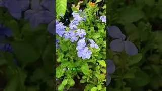 Blue Plumbago Magic: Unveiling the Beauty of Plumbago Auriculata  💙✨ #gardening  #botanicalwonders