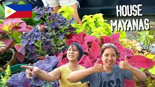 COLEUS MAYANA FOR GARDEN PROPAGATION IN THE PHILIPPINES