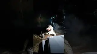 Crocodile Attack Sundarban (delta), West Bengal #shortsfeed #animalattack #creaturehorror #shorts
