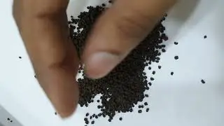 Swachh tea annapurna BOP Grade tea