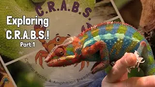 Знакомьтесь с C.R.A.B.S. &mdash; Центральной выставкой рептилий и амфибий! &mdash; Часть 1 &mdash; Удивительные жив...