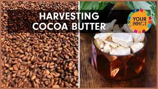 Harvesting Cocoa Pods to make Cocoa Butter