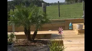 Pygmy Date Palm Or Robellini Palm Planting