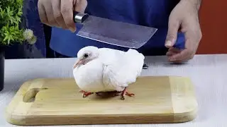 Alive Pigeon Cutting & Cooking I Cooking Delicious Pigeon Dish Cooking Recipe